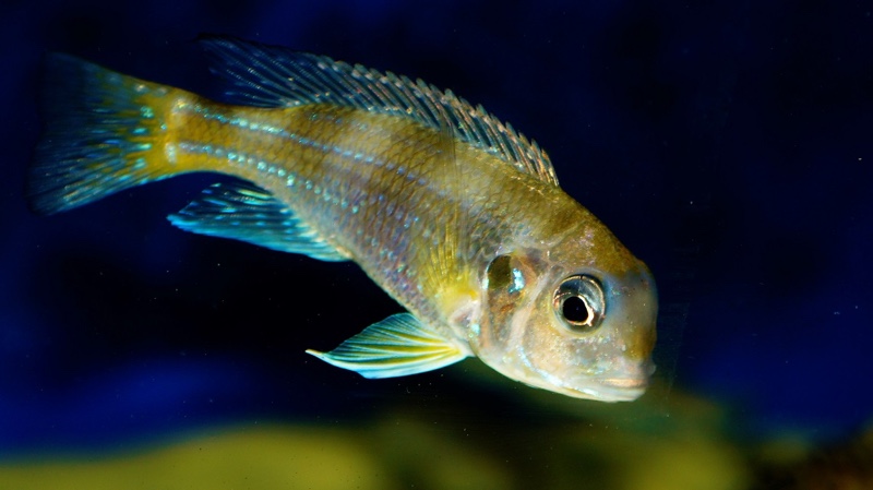 Limnochromis auritus 'Karago'
